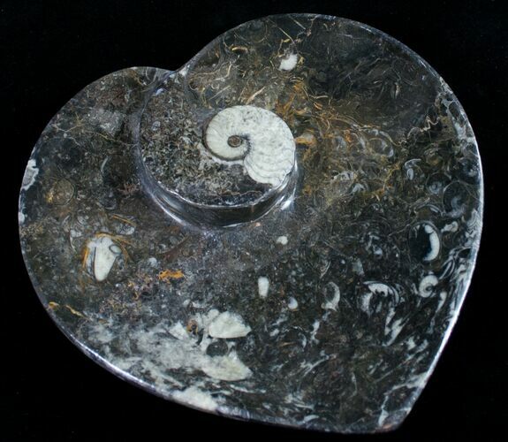 Heart Shaped Fossil Goniatite Dish #8995